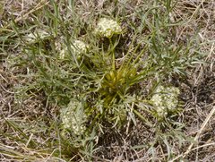 Cymopterus