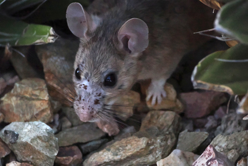 White-throated Woodrat