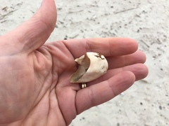Caretta caretta