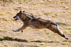 Canis lupus filchneri
