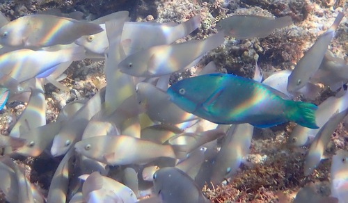 Scarus globiceps