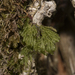 Hymenophyllum darwinii - Photo 由 Pablo Silva 所上傳的 (c) Pablo Silva，保留部份權利CC BY-NC