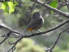 Leiothlypis crissalis