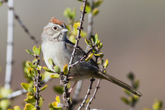 Rufous-Crowned Sparrow photo 6