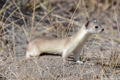 Mountain Weasel photo 3