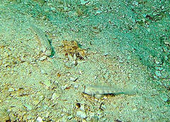 Gnatholepis cauerensis