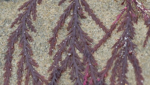 Plocamium angustum observed 2023-03-22