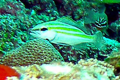 Lutjanus bengalensis