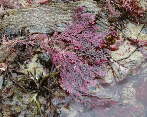 Plocamium angustum observed 2023-03-22