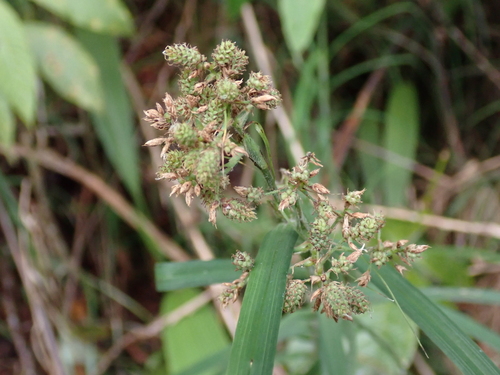 Carex hypolytroides