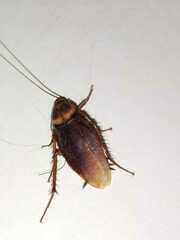 Periplaneta americana image