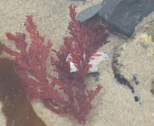 Plocamium cirrhosum observed 2023-03-22