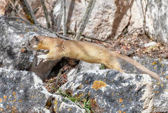 Mountain Weasel photo 5