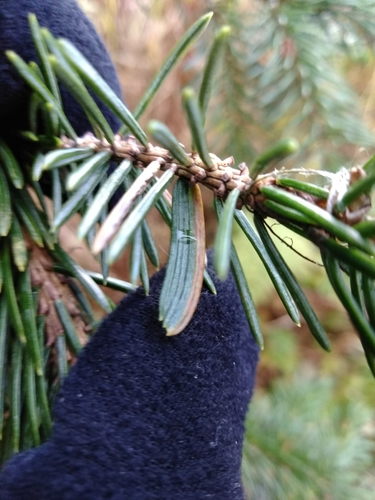 Picea × lutzii, photograph 6
