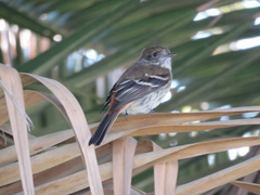 Knipolegus cyanirostris