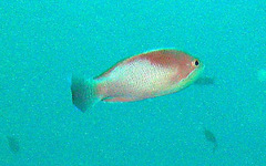 Pseudanthias hypselosoma