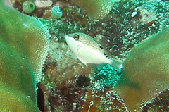 Sufflamen chrysopterum