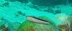 Ecsenius lineatus