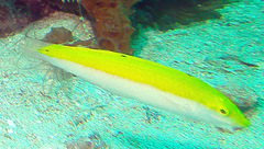 Halichoeres leucoxanthus