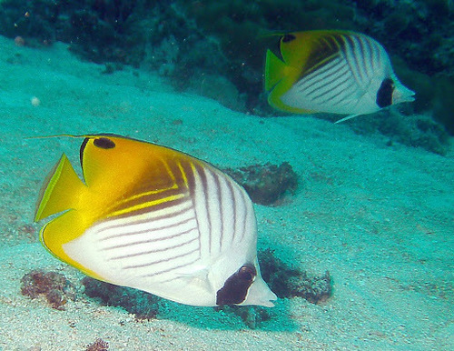 Threadfin Butterflyfish