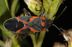 Lygaeus kalmii angustomarginatus