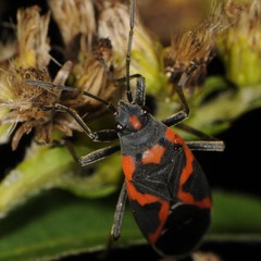 Lygaeus kalmii angustomarginatus