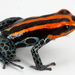 Reticulated Poison Frog - Photo (c) Santiago Ron, some rights reserved (CC BY-NC)