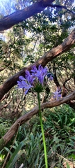 Agapanthus praecox image