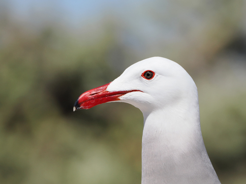 Heermann’s Gull｜赫尔曼鸥 参考照片
