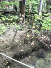 Trichonephila antipodiana