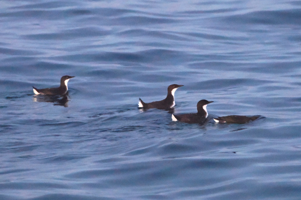 Craveri's Murrelet