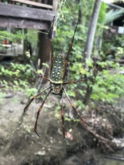 Trichonephila antipodiana