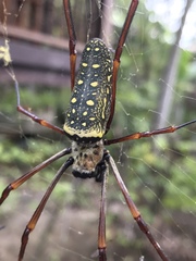 Trichonephila antipodiana