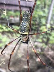Trichonephila antipodiana