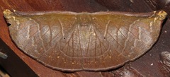 Cyphoedma transvolutata