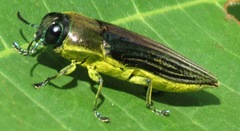 Pelecopselaphus