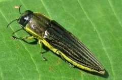 Pelecopselaphus