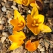 Cloth-of-gold Crocus - Photo (c) Drew Avery, some rights reserved (CC BY)