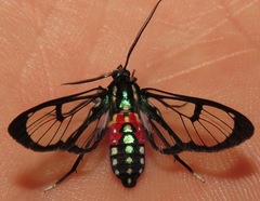 Poecilosoma eone