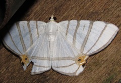 Opisthoxia saturniaria