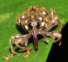 Marshallius multiguttatus