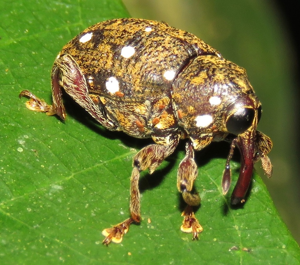 Marshallius
