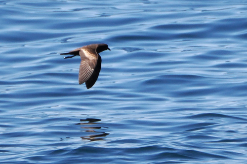 Least Storm Petrel (Hydrobates microsoma), photo 7