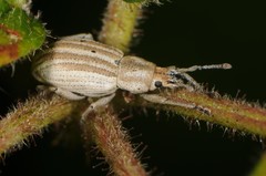 Aphrastus taeniatus