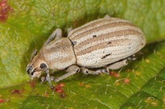 Aphrastus taeniatus