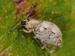 Aphrastus taeniatus
