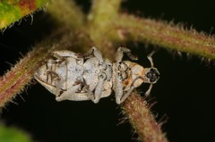 Aphrastus taeniatus