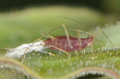 Crimson Highland Aphid
