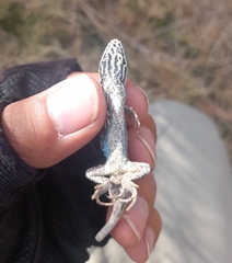 Trans Volcanic Bunchgrass Lizard photo 3