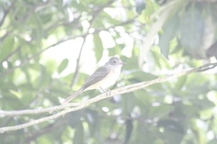 Myiarchus panamensis